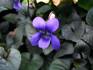 Photo Of A Violet In A Garden