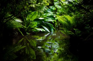 Jungle By George Hodan 